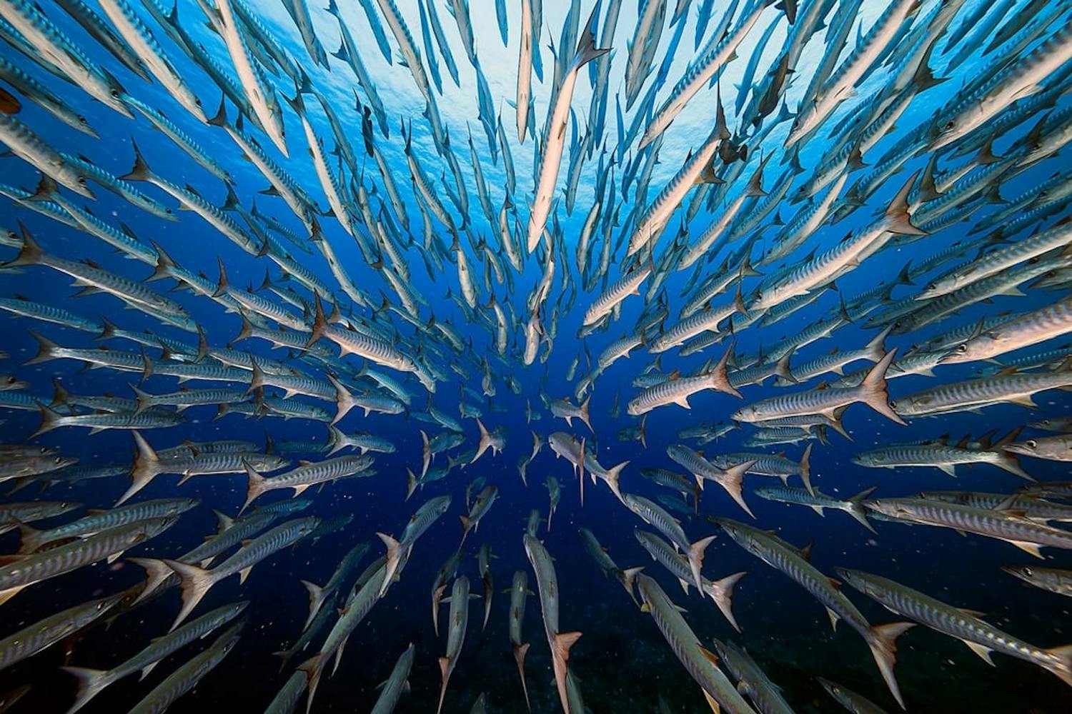 60a57773c7a6c281887e8724 01 01 4 0 aquatic life barracudas cd2ff71d e6d3 41d7 8090 2044af699135 p 1080 Barrakudastim